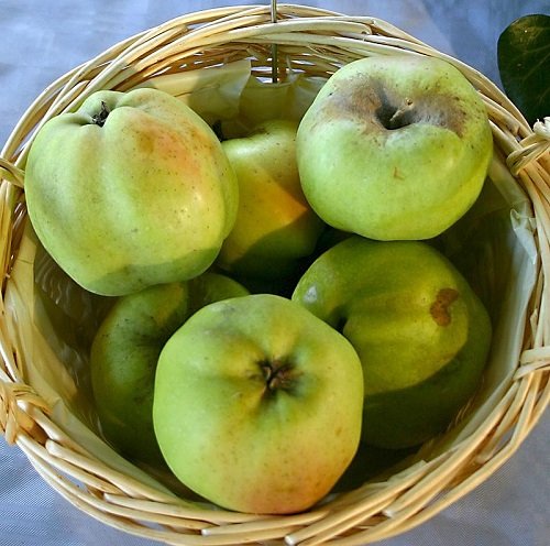 Different Types of Green Apple Varieties 31