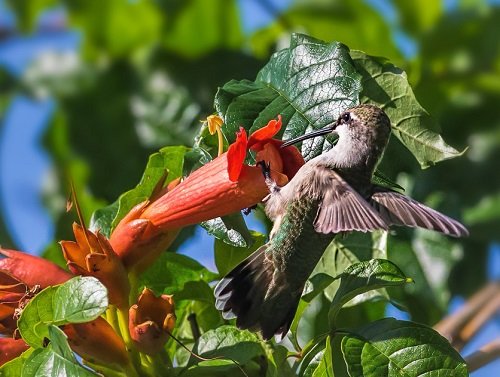 17 Plants That Attract Hummingbirds in Florida 6