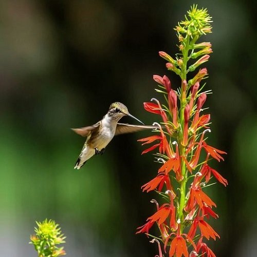 17 Plants That Attract Hummingbirds in Florida 4