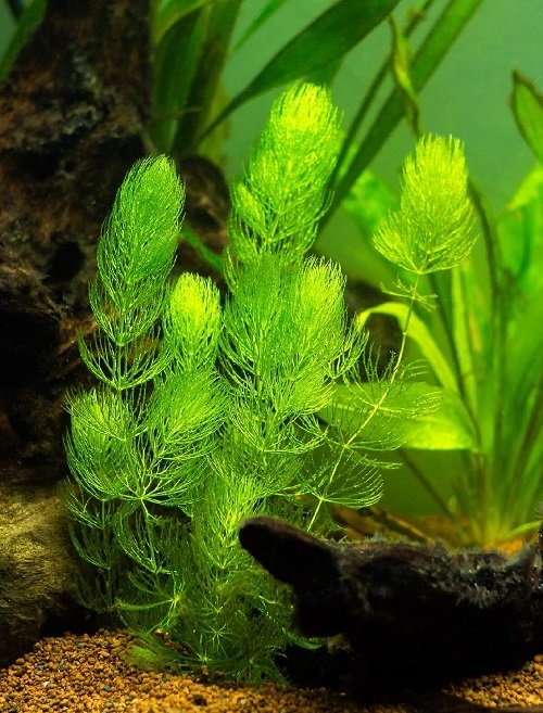 coontail Plants for a Koi Pond