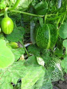 How to Grow Chilacayote Squash | Fig Leaf Squash Care