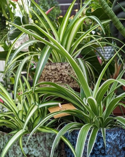 How to Grow Spider Plant Outdoors | Balcony Garden Web