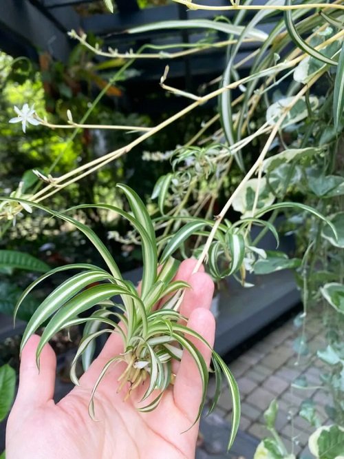 How to Grow Spider Plant Outdoors 2