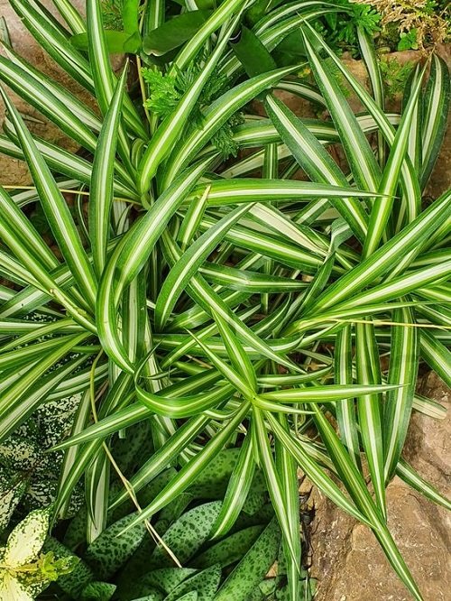 How to Grow Spider Plant Outdoors 4