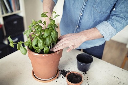 Grow Bigger Basil Leaves top tips 