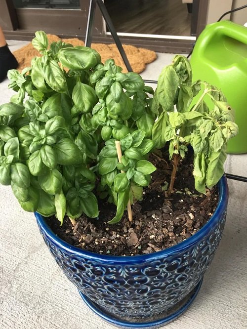 Tips to Grow Bigger Basil Leaves 15