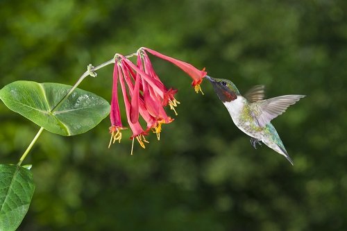 17 Plants That Attract Hummingbirds in Florida 1