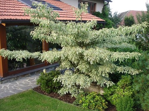  Different Types of Dogwood Tree Varieties outside in house