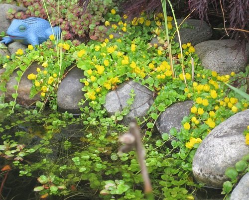 25 Best Plants for a Koi Pond that You Must Grow 7