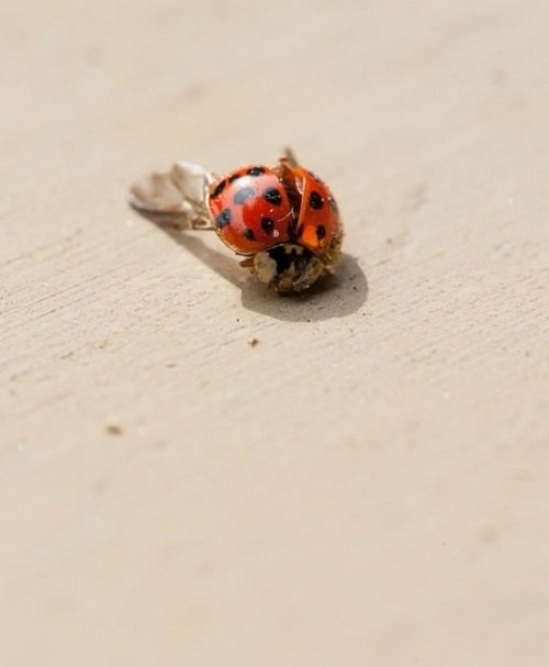 What Does it Mean When a Ladybug Lands on You? 3