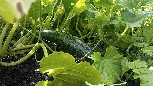 Bad Companion Plants for Watermelons