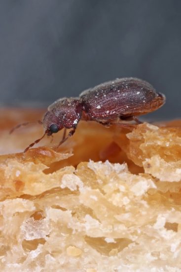 25 Tiny Bugs in House Near Windows You Need to Look Out For