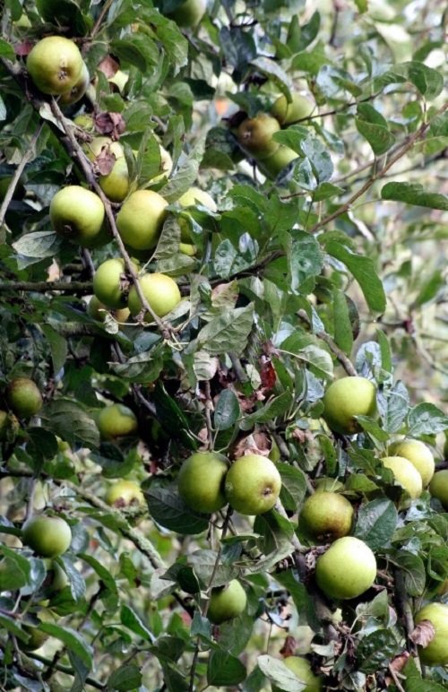 Different Types of Green Apple Varieties 16
