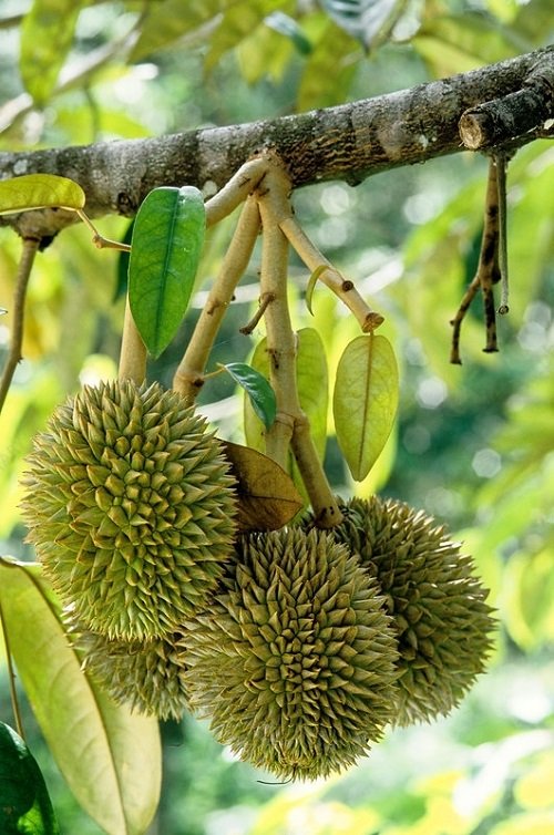 Durian asian fruit