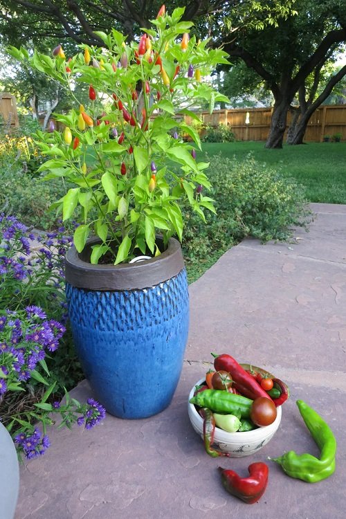 Top Secrets to Grow More Peppers Than Ever 2