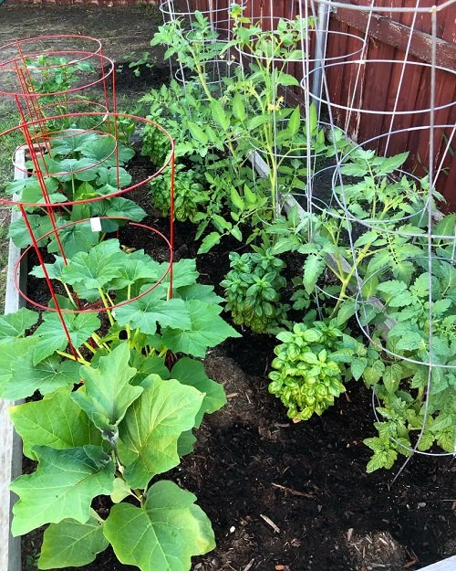 Vegetables You Should Never Plant Together and Why 22