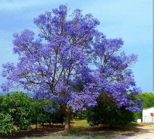 Trees With Blue Flowers