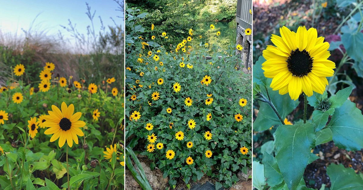 Beach Sunflower Care | Growing Helianthus Debilis