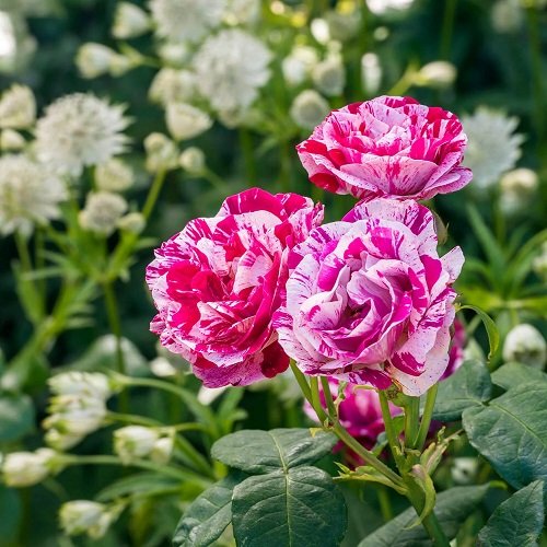 42 Best White Garden Roses Varieties 13