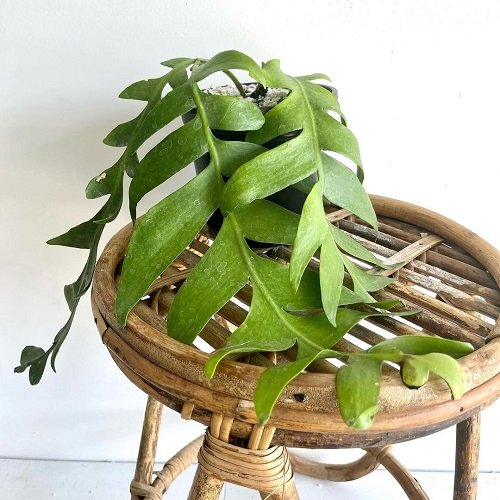 Growing Fern Leaf Cactus 2