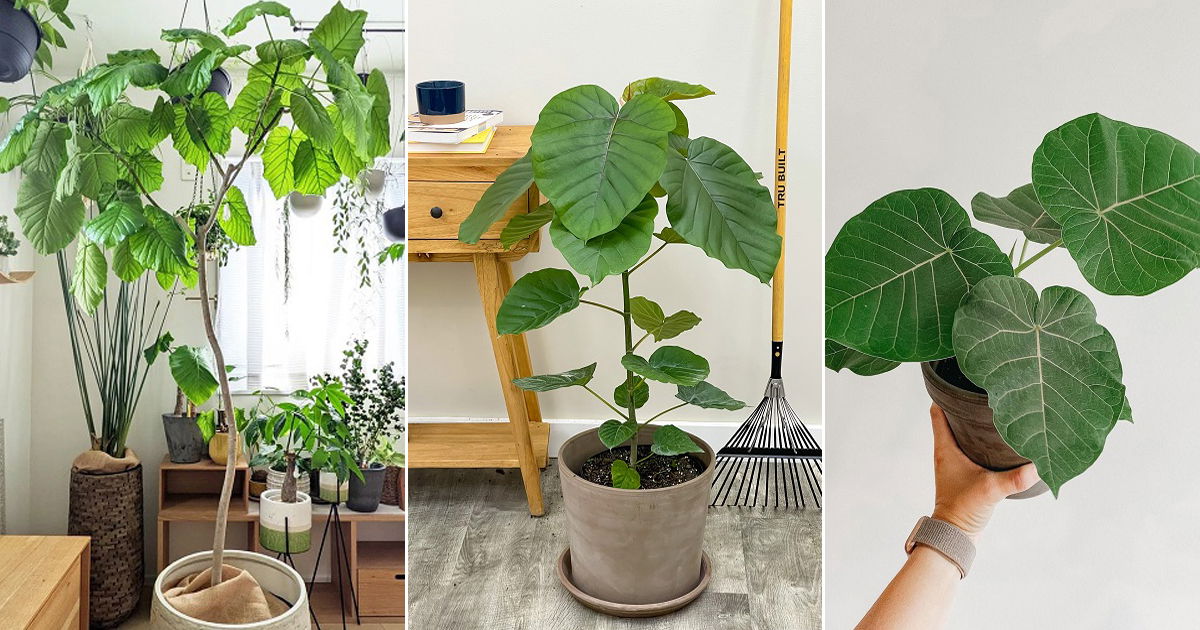 Ficus Umbellata Care | Growing Umbrella Tree Fig