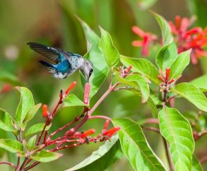 17 Plants That Attract Hummingbirds In Florida