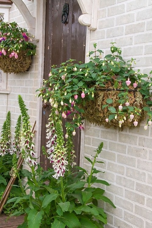 The Greatest Plants for Curb Appeal 4