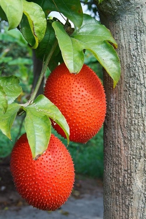 Most Strangest Fruits 31