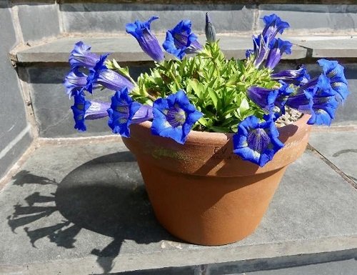 Stunning Blue and Purple Flowers in pot