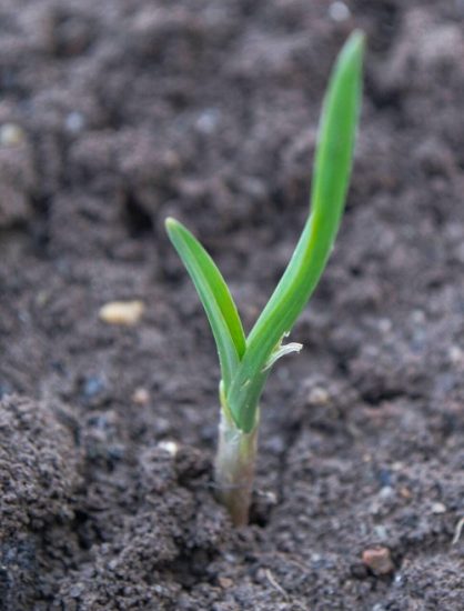 Garlic Growing Stages in Details | Balcony Garden Web