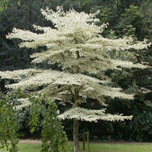 26 Different Types of Dogwood Tree Varieties