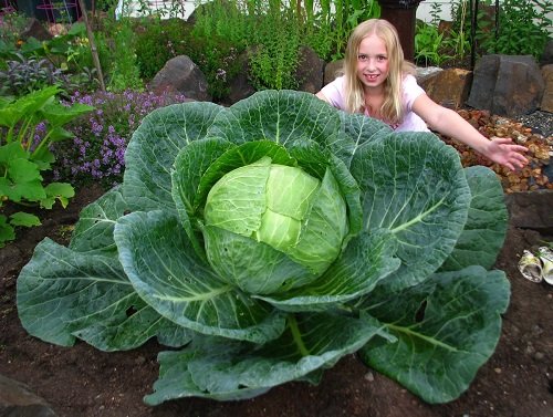 How to Grow Big and Gigantic Cabbage