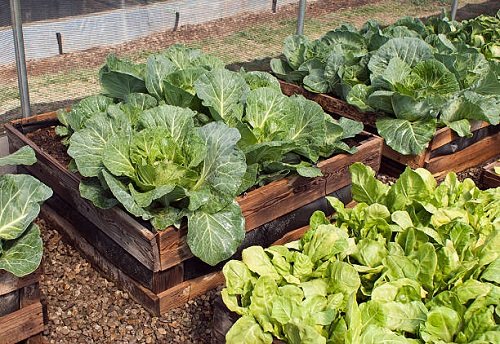 How to Grow Big and Gigantic Cabbage 2