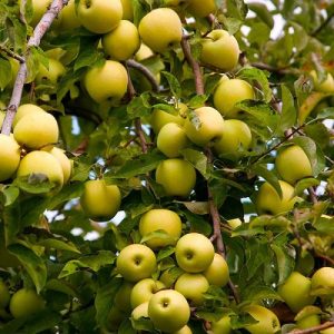 31 Different Types Of Green Apple Varieties Balcony Garden Web   Golden Delicious Apple 300x300 