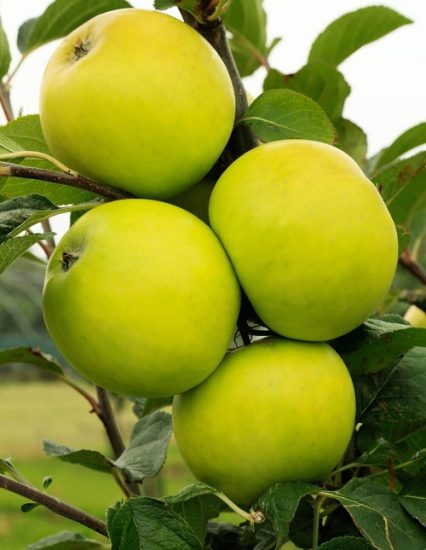 31 Different Types Of Green Apple Varieties Balcony Garden Web   Golden Noble Apple 426x550 