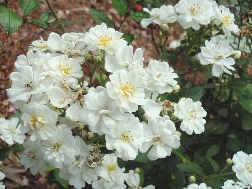 42 Best White Garden Roses Varieties 19