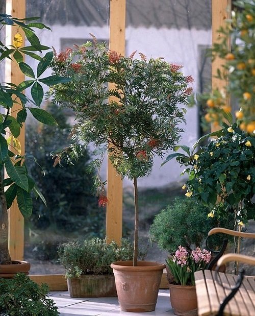 Plant Grevilleas in a Pot 