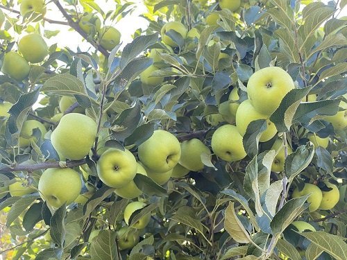 Different Types of Green Apple Varieties 24