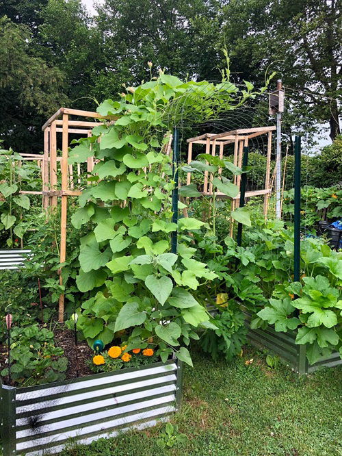 Grow Typical Summer Vegetables