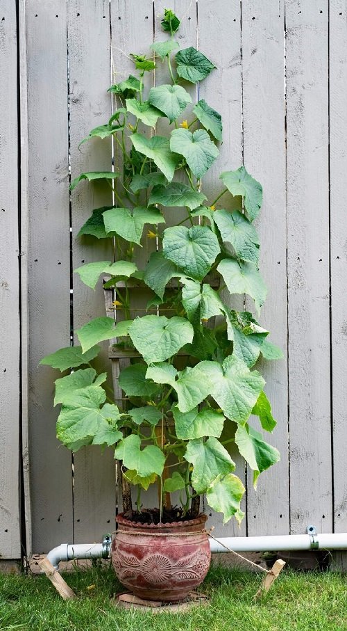 How to Grow Cucumbers in Container3