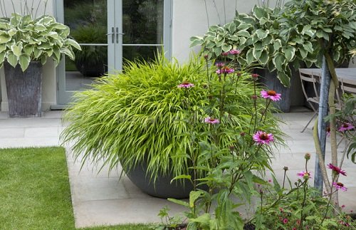 Outdoor Plants That Grow Without Sunlight in yard