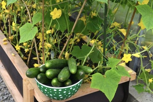 Harvesting and Storing Cucumbers
