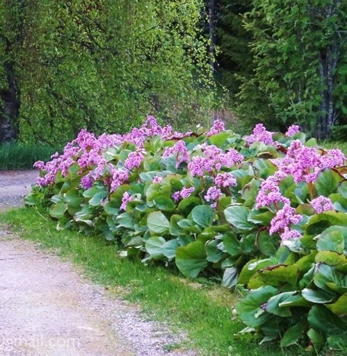 Beautiful Plants for Pathways 