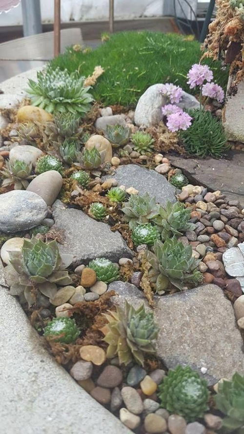 gorgeous walkway plants 