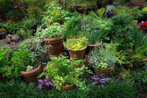 growing herbs in garden to repel rats 