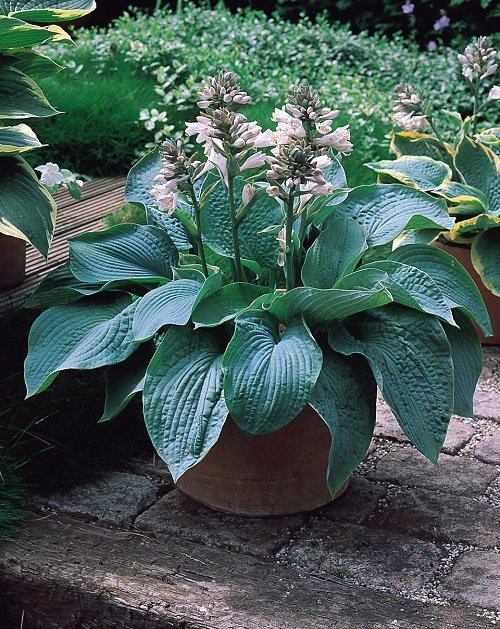 Colorful Hostas You Must Plant in Your Garden 2