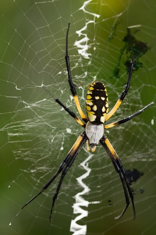 How to Get Rid of Banana Spiders