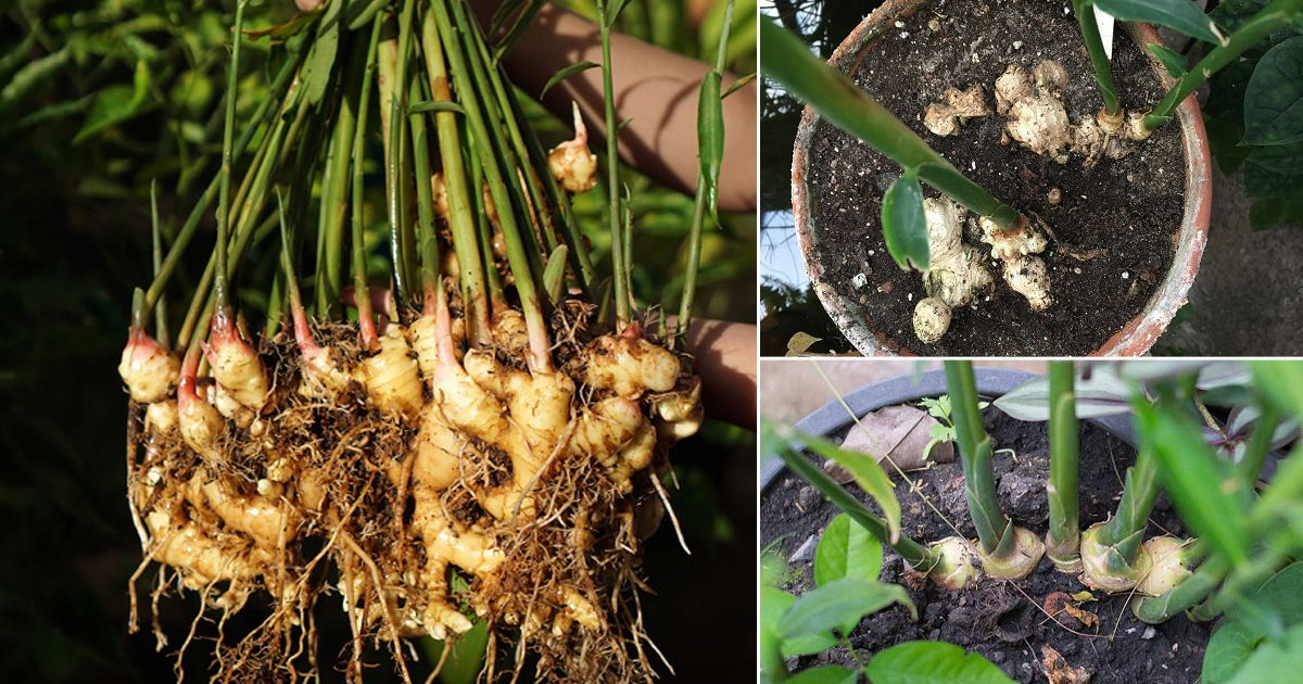 How to Grow Many Ginger Plants from One Ginger Ginger Propagation