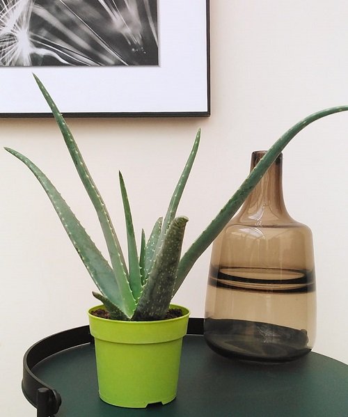 Aloe Vera-Plants that Grow Without Sunlight