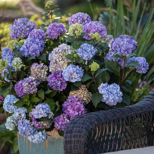 Stunning Blue and Purple Flowers 6